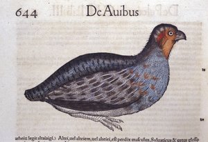 De patrijs in Historia Animalium door Conrad Gesner (1516 - 1565), Tiguri