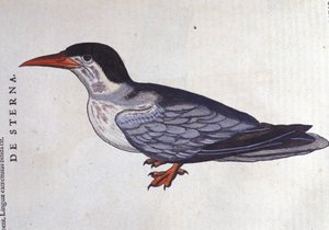 De stern of zwaluw der zeeën in Historia Animalium van Conrad Gesner (1516 - 1565), Tiguri