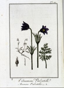 De anemoon pulsatilla - in 