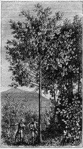 De kinaboom (Cinchona officinalis). Gravure in 