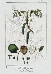 De walnoot (Juglans Regia) - in "Exercises de botanique à l