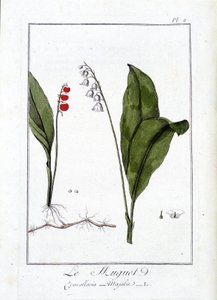 Le Thrush (Convallaria Majalis) - in 
