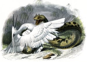 Le ceraste (Vipera cerastes) - Plaat uit Natuurlijke Geschiedenis door Bernard Germain de Lacepede (1856-1925), editie P.Furme, Parijs