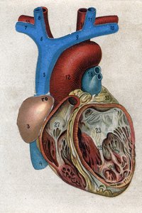 Le coeur in 