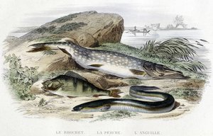 De snoek, de baars en de paling - in 