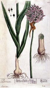 Prei - botanische plaat