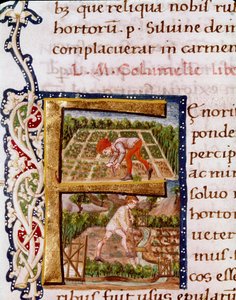 Lettrine F uit het hoofdstuk over tuinbouw: scènes van strandingen en irrigatie. Miniatuur uit “De re rustica” door de agronoom Lucius Iunius Moderatus Columella (1e eeuw) (Ms.E-39). 15e eeuw. Rome, Biblioteca Vallicelliana