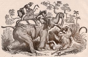 Leeuwenjachtscène: de jager, graf van de olifant, is nu in de klauwen van de leeuw (gravure)