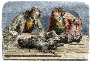 Medische ervaring: bloedtransfusie uitgevoerd op twee honden in Parijs in 1667. Gravure uit 1857 naar een tekening van Claude Perrault