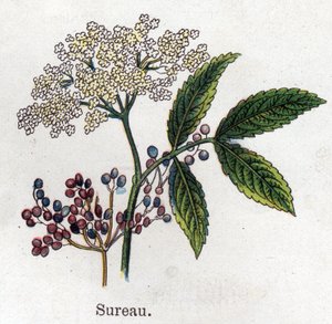 Medicinale en voedsel botanische planten: vlierbes. Gravure in "La medication naturelle", door Friedrich Eduard Bilz (1842-1922) door Unknown artist