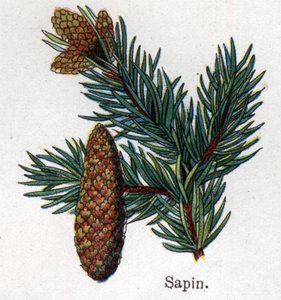 Medicinale en voedsel botanische planten: spar. Gravure in 