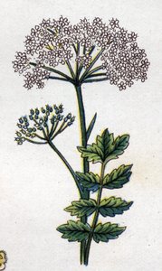 Medicinale en voedsel botanische planten: grote lavas. Gravure in 
