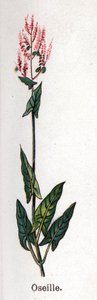 Medicinale en eetbare botanische planten: zuring. Gravure in La medication naturelle, door Friedrich Eduard Bilz