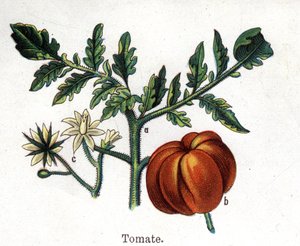 Medicinale en voedsel botanische planten: tomaat. Gravure in 