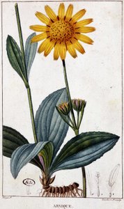 Geneeskrachtige plant: Arnic (of arnica) - botanische plaat, eind 19e eeuw door Unknown artist