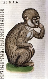 Aap na de Historia Animalium door Conrad Gesner, Tiguri 1560. Biblioteca nazionale Braidense. Milaan