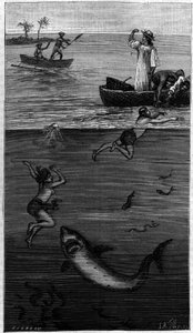 Parelmoercultuur in Tahiti: een parelmoerduiker aangevallen door een haai. (Volgens de documenten gecommuniceerd door de auteur). Gravure in 