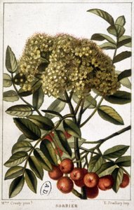 Lijsterbes - botanisch bord door Unknown artist