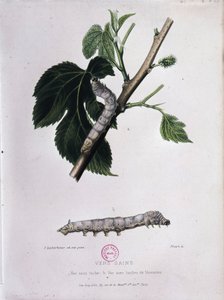 Moerbei en zijderups - Studie van Pasteur