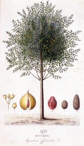Myristica fragrans - Muskaatboom (Myristica officinalis). botanische plaat door Unknown artist