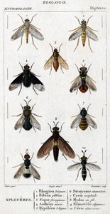 Natuurhistorische plaat. Entomologie. Diptera familie. Aploceres: 1. Rhagion beuk; 2. Plebeien bion; 3. Ferruginous Sic; 4 Anthrax morio; 5. Hypoleon 63 lijnen; 6. Stratyome kameleon; 7; Cyrte acephal; 8. Mydas in draad; 9. Utiginous nemotele; 10.clavicorn