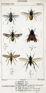 Natuurhistorische plaat. Entomologie. Familie van dipteren. Sclerostomen: 6. Grijze stomox; 7. Bekrande rhingia; 8. Verblindende Chrysopside; 8a. profiel hoofd; 9. Taon negre; 9a. hoofd van profiel; 10. Crabroniforme asiel; 10a. hoofd van profiel; 11. Embo door Unknown artist