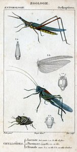 Natuurhistorische plaat. Entomologie. Familie van orthopteren. Grylloides: 1. Zeer groene sprinkhaan. 1.a. de voorkant van het hoofd; 2. Pneumore heeft smaakpapillen; 2.a. zijn hoofd; 3. Nasu truxal; 3.a. hoofd; 3.b. uitgestrekte vleugels door Unknown artist