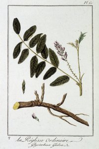 Gewone zoethout (Glycyrrhiza glabra) - in 