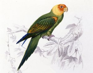 Ornithologie: Carolina papegaai door Unknown artist