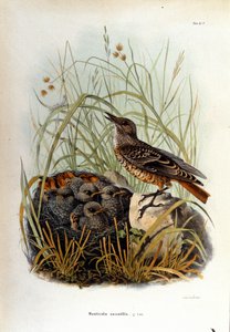 Ornithologie: een monticole bij het nest van zijn jongen door Unknown artist