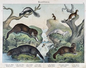 Otters, fretten, wezel... - in "Natural histories of mammals", uitgegeven door Schreiber door Unknown artist