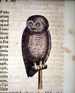 Uil - uit Historiae animalium door Konrad Gesner, Tiguri