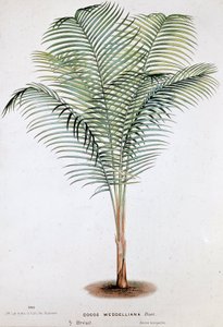 Palm Cocos Weddelliana (Brazilië) - Botanische plaat