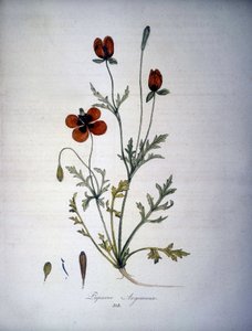 Papaver Argemone (bloem en plant van papaver argemone). 19e-eeuws herbarium door Unknown artist