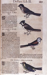 Passeriformes in Historia Animalium door Conrad Gesner (1516 - 1565), Tiguri