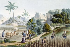 Rijst pellen en planten op het eiland Guam (Micronesië) door Unknown artist
