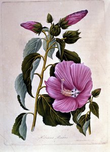 Roze hibiscus. Botanische plaat. Gravure.