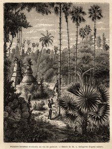 Het planten van borassus-palmbomen in Laos en het verzamelen van palmwijn, die niets anders is dan het sap van de ingesneden boom, de vloeistof wordt opgevangen in een bamboe, en de stam wordt omgevormd tot een echte schaal, door middel van kleine rotanstr