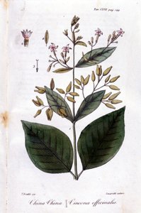Bord van Kinine (Cinchona Officinalis)