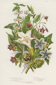 Giftige planten. Naast de giftige Zwarte of Gewone Nachtschade (Solanum nigrum) linksboven, en Hondsbes of Bitterzoet (Solanum dulcamara) rechtsboven, zijn er de gevaarlijkere Dodelijke Nachtschade (Atropa belladonna) linksonder, die bevatten