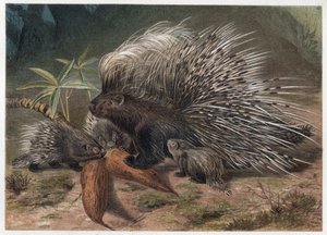Kuifstekelvarken (Hystrix cristata) - gravure uit 