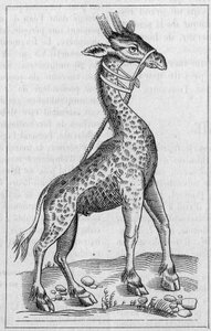 Portret van een giraffe. (Na Pierre Belon) door Unknown artist