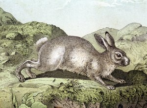 Konijn - in Natuurlijke geschiedenis van zoogdieren, ed. Schreiber