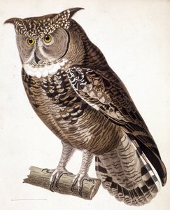 Roofvogel: Afrikaanse uil. 19e-eeuwse gravure door Unknown artist