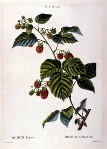 Framboos en fruit: 19e-eeuwse botanische plaat.
