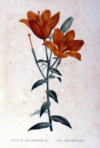 Rode bolvormige lelie. Gravure 19e eeuw door Unknown artist
