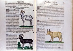 Voorstelling van schapen, buffels... - in Historia Animalium door Conrad Gesner (1516 - 1565), Tiguri door Unknown artist