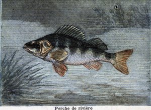 Rivierbaars. Gravure uit 1897