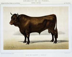 Salers stier - in "Farm Animals" door Unknown artist