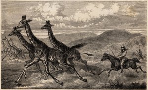 Samuel W. Baker op giraffenjacht in Centraal-Afrika in de regio van de Boven-Nijl